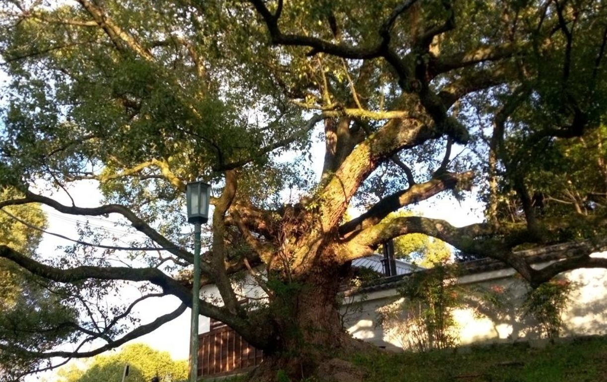 青蓮院　樹齢800年の大楠